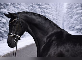 Oldenburg, Giumenta, 8 Anni, 167 cm, Morello