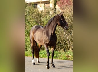 Oldenburg, Giumenta, 8 Anni, 168 cm, Baio scuro