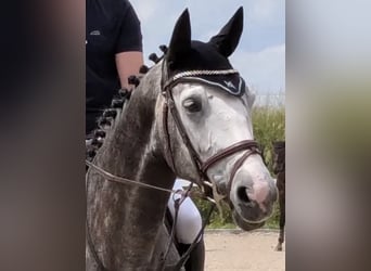 Oldenburg, Giumenta, 8 Anni, 168 cm, Grigio