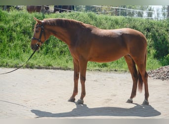 Oldenburg, Giumenta, 8 Anni, 168 cm, Sauro scuro