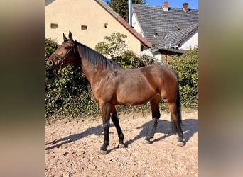 Oldenburg, Giumenta, 8 Anni, 169 cm, Baio