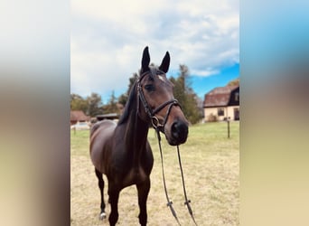 Oldenburg, Giumenta, 8 Anni, 169 cm, Baio nero