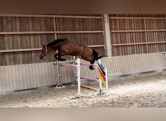 Oldenburg, Giumenta, 8 Anni, 170 cm, Baio