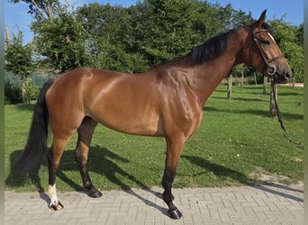 Oldenburg, Giumenta, 8 Anni, 170 cm, Baio