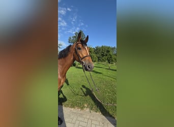 Oldenburg, Giumenta, 8 Anni, 170 cm, Baio