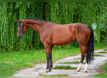 Oldenburg, Giumenta, 8 Anni, 171 cm, Baio
