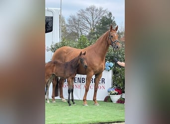 Oldenburg, Giumenta, 8 Anni, 171 cm, Sauro