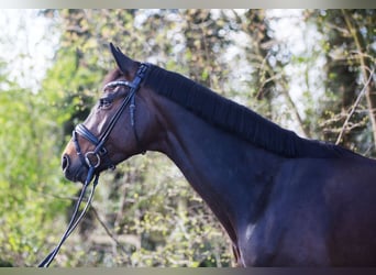 Oldenburg, Giumenta, 8 Anni, 172 cm, Baio