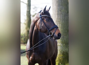 Oldenburg, Giumenta, 8 Anni, 172 cm, Baio