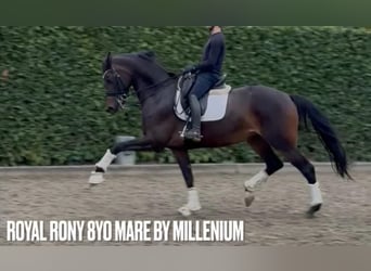 Oldenburg, Giumenta, 8 Anni, 172 cm, Baio scuro