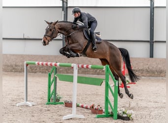 Oldenburg, Giumenta, 8 Anni, 175 cm, Baio ciliegia