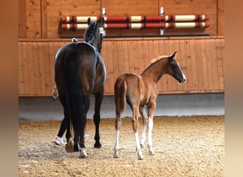 Oldenburg, Giumenta, 8 Anni, 176 cm, Baio scuro
