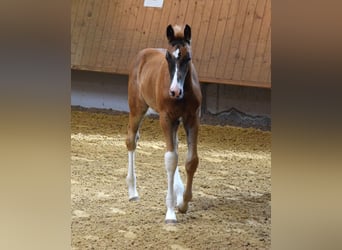 Oldenburg, Giumenta, 8 Anni, 176 cm, Baio scuro