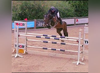 Oldenburg, Giumenta, 8 Anni, 178 cm, Baio scuro