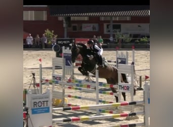 Oldenburg, Giumenta, 8 Anni, 178 cm, Baio scuro