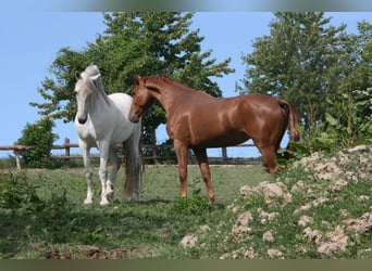 Oldenburg, Giumenta, 9 Anni, 161 cm, Sauro