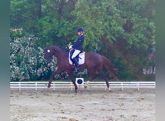 Oldenburg, Giumenta, 9 Anni, 162 cm, Sauro scuro