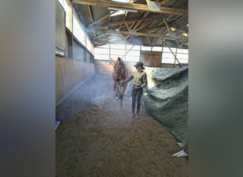Oldenburg, Giumenta, 9 Anni, 163 cm, Baio