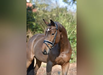 Oldenburg, Giumenta, 9 Anni, 167 cm, Baio