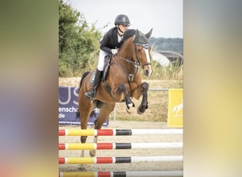 Oldenburg, Giumenta, 9 Anni, 167 cm, Baio