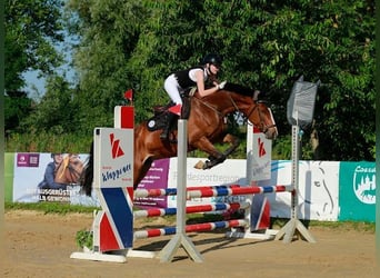 Oldenburg, Giumenta, 9 Anni, 167 cm, Baio
