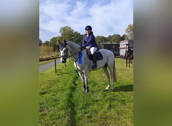 Oldenburg, Giumenta, 9 Anni, 167 cm, Grigio