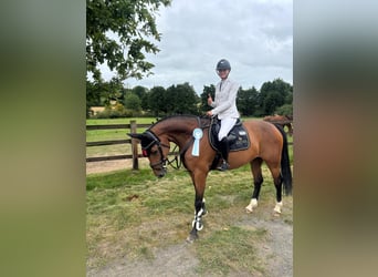 Oldenburg, Giumenta, 9 Anni, 168 cm, Baio