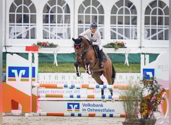 Oldenburg, Giumenta, 9 Anni, 168 cm, Baio
