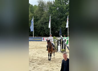 Oldenburg, Giumenta, 9 Anni, 168 cm, Baio
