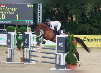 Oldenburg, Giumenta, 9 Anni, 168 cm, Baio