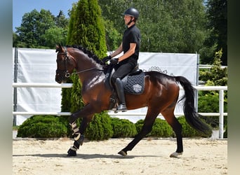 Oldenburg, Giumenta, 9 Anni, 168 cm, Baio