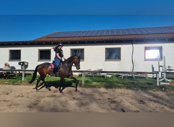 Oldenburg, Giumenta, 9 Anni, 168 cm, Baio scuro