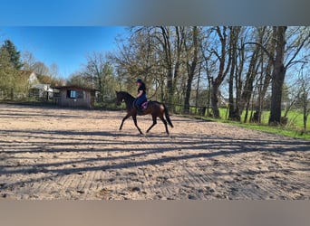 Oldenburg, Giumenta, 9 Anni, 168 cm, Baio scuro