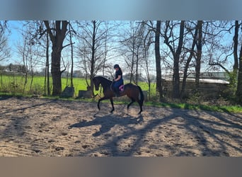 Oldenburg, Giumenta, 9 Anni, 168 cm, Baio scuro