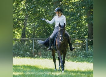 Oldenburg, Giumenta, 9 Anni, 168 cm, Baio scuro