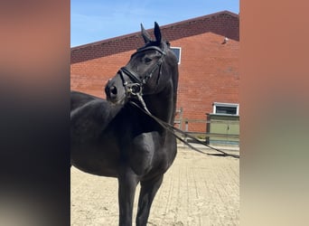 Oldenburg, Giumenta, 9 Anni, 168 cm, Morello