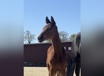 Oldenburg, Giumenta, 9 Anni, 168 cm, Morello