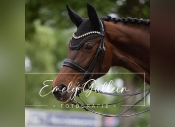 Oldenburg, Giumenta, 9 Anni, 170 cm, Baio