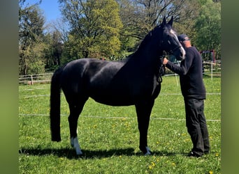 Oldenburg, Giumenta, 9 Anni, 170 cm, Morello