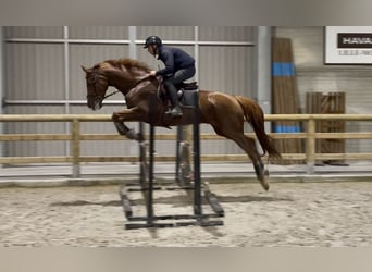 Oldenburg, Giumenta, 9 Anni, 170 cm, Sauro scuro