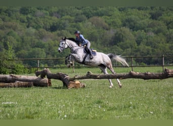 Oldenburg, Giumenta, 9 Anni, 172 cm, Grigio