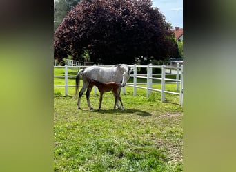 Oldenburg, Giumenta, 9 Anni, 172 cm, Grigio trotinato