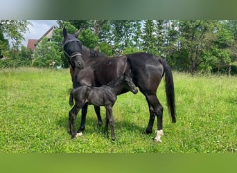 Oldenburg, Giumenta, 9 Anni, 172 cm, Morello