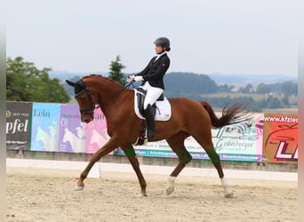 Oldenburg, Giumenta, 9 Anni, 172 cm, Sauro