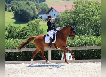 Oldenburg, Giumenta, 9 Anni, 172 cm, Sauro
