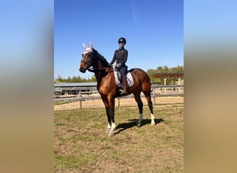Oldenburg, Giumenta, 9 Anni, 173 cm, Baio scuro