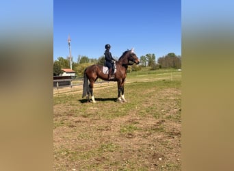 Oldenburg, Giumenta, 9 Anni, 173 cm, Baio scuro