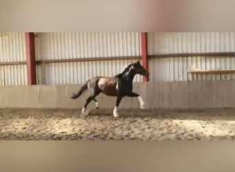 Oldenburg, Giumenta, 9 Anni, 173 cm, Baio scuro