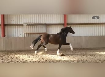 Oldenburg, Giumenta, 9 Anni, 173 cm, Baio scuro