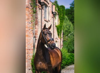 Oldenburg, Giumenta, 9 Anni, 174 cm, Baio scuro